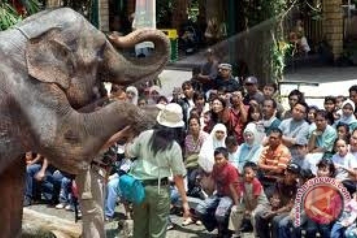 Taman Safari suguhkan wahana "Elephant Jumbo Adventure"