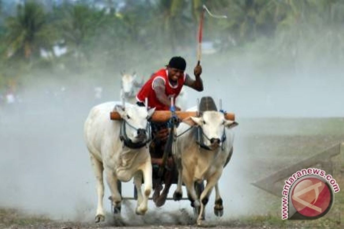 Turis Asing Kagumi Karapan Sapi