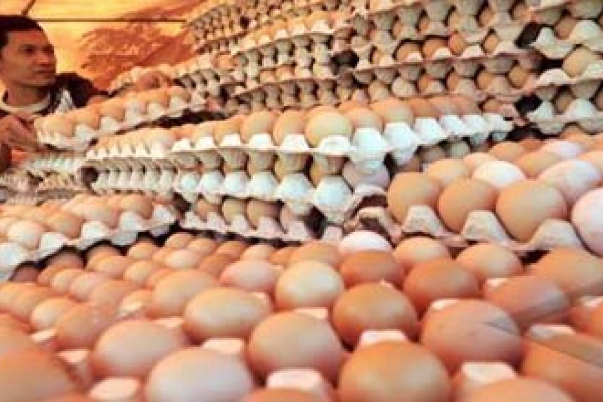 DPKH optimistis harga telur September normal