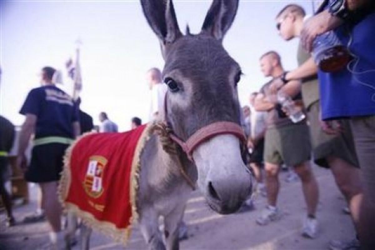 Smoke, donkey mascot for U.S. marines in Iraq, dies in Nebraska