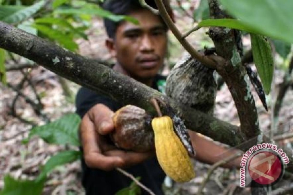 Petani Kulon Progo keluhkan bantuan bibit kakao 