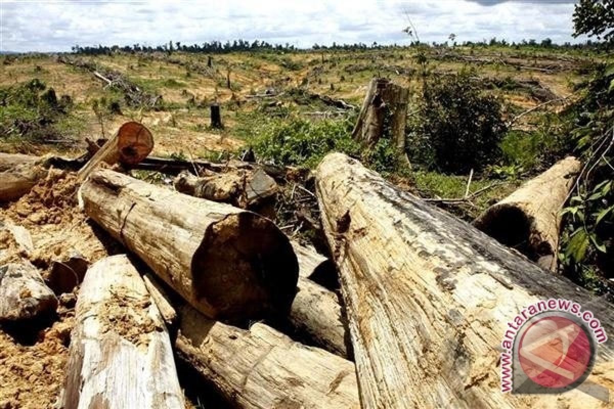 Kasus pembalakan liar di TNMB meningkat