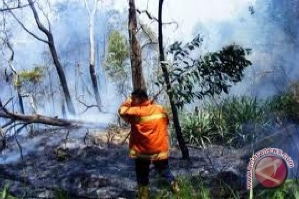 Polda kembangkan kasus pembakaran hutan 