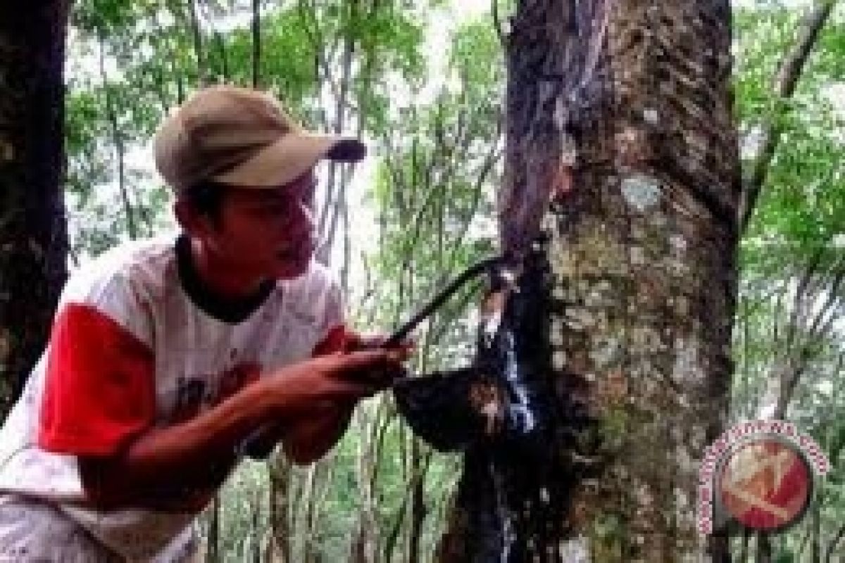 Kebun karet petani terendam banjir