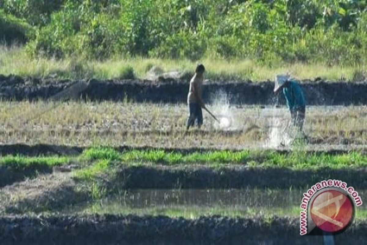 Sutarmidji: Kalbar harus swasembada beras tahun depan