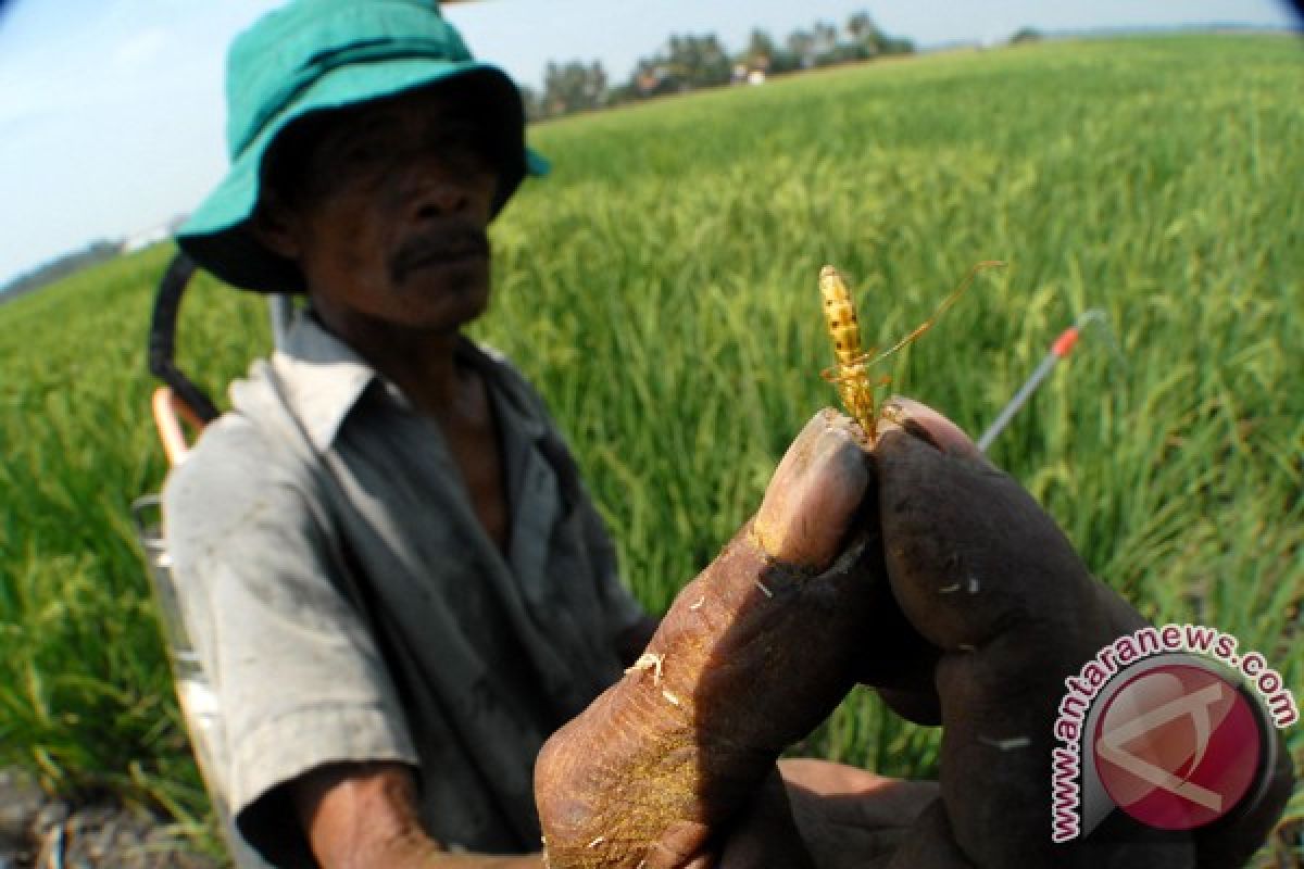 Walang Sangit serang ratusan hektare tanaman padi di Lebak