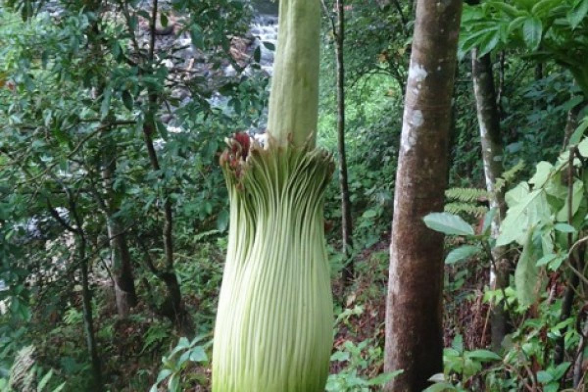 Rare flowers bloom in remote West Sumatra's Agam