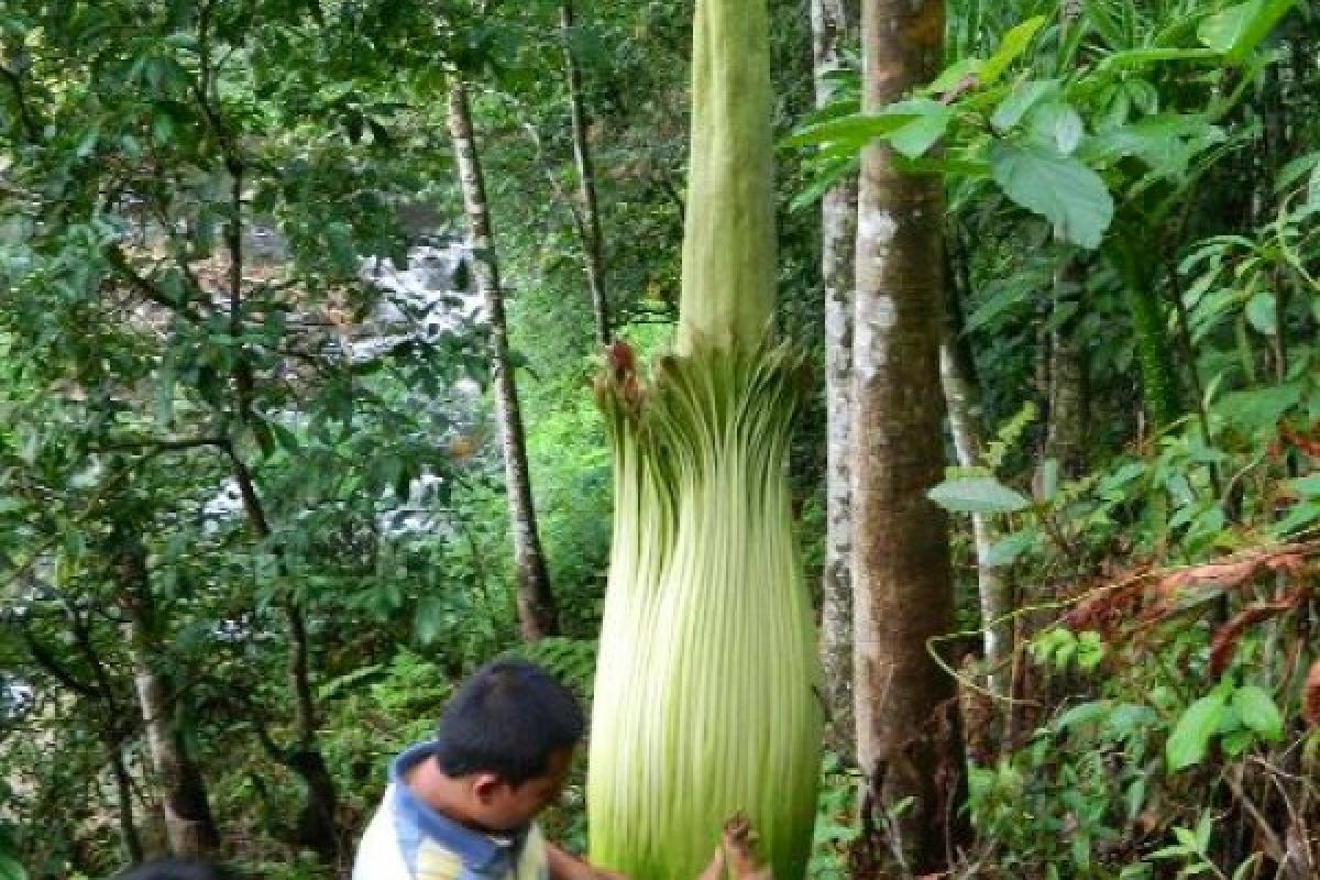 Rare flowers bloom in remote West Sumatra's Agam