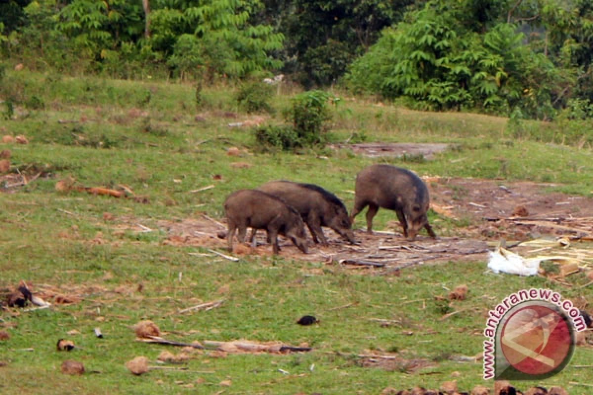 Hama babi serang lahan pertanian warga Desa Padang Bindu