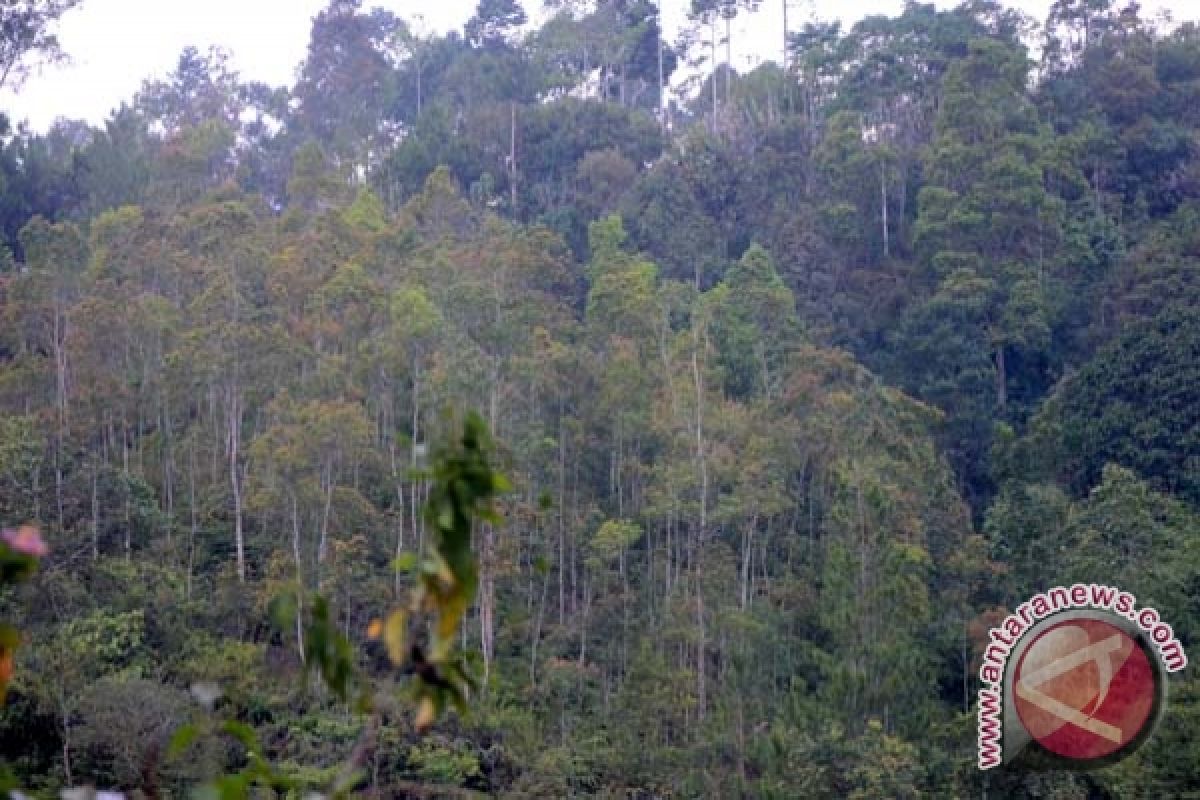 APP luncurkan program perlindungan hutan 500 desa