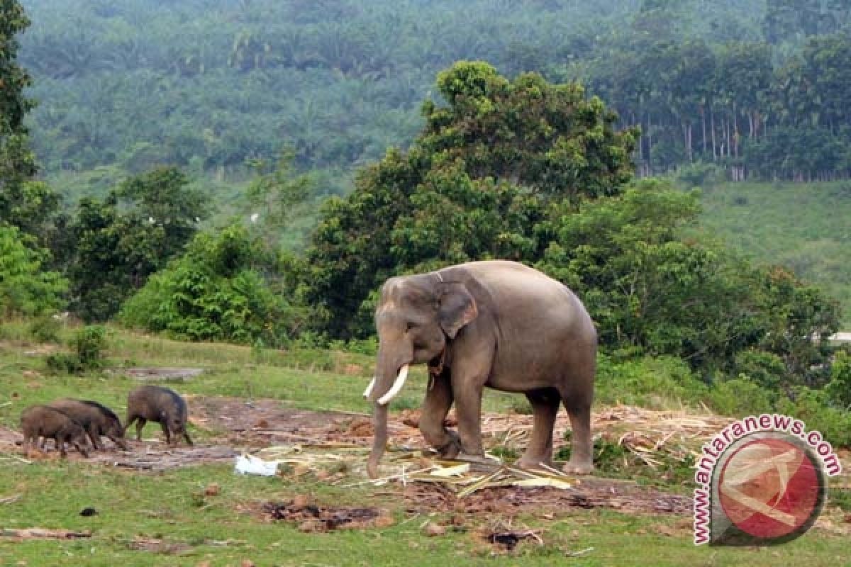 Perambahan hutan hilangkan habitat gajah di Bengkulu