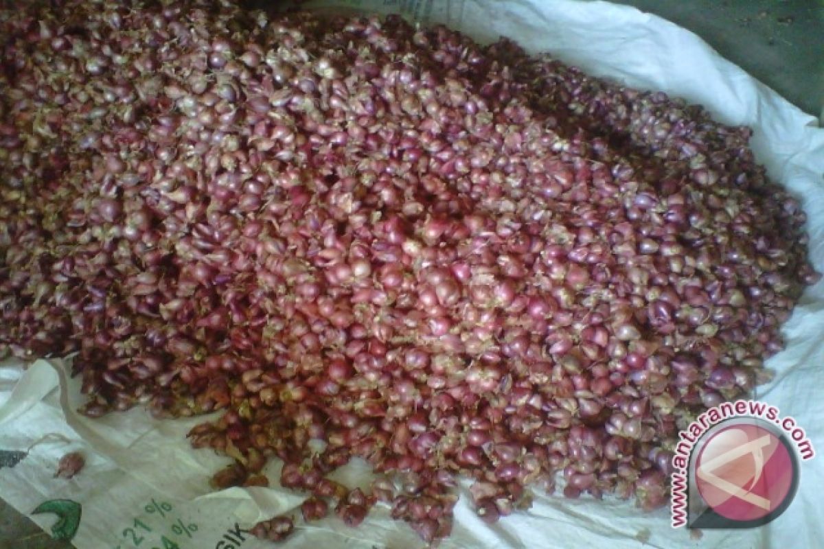 BI DIY kembangkan klaster bawang merah 