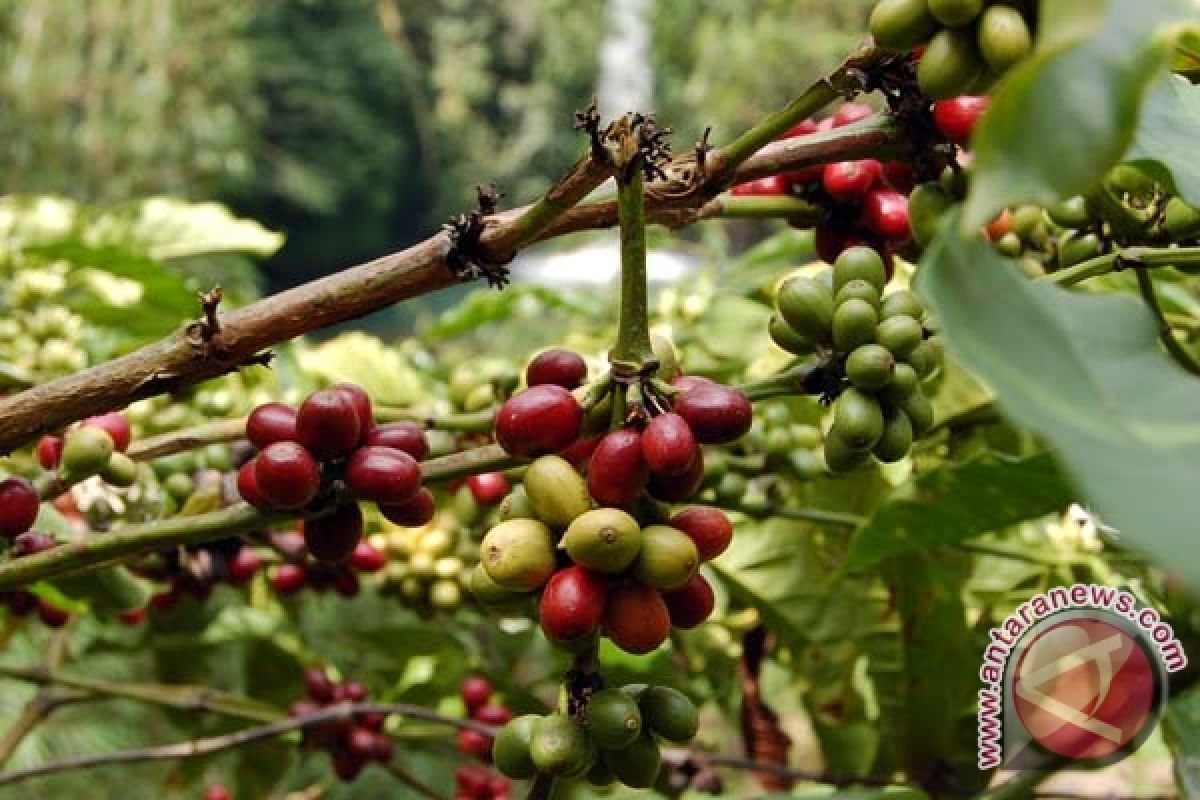 Petani Lampung berminat kembali tanam kopi