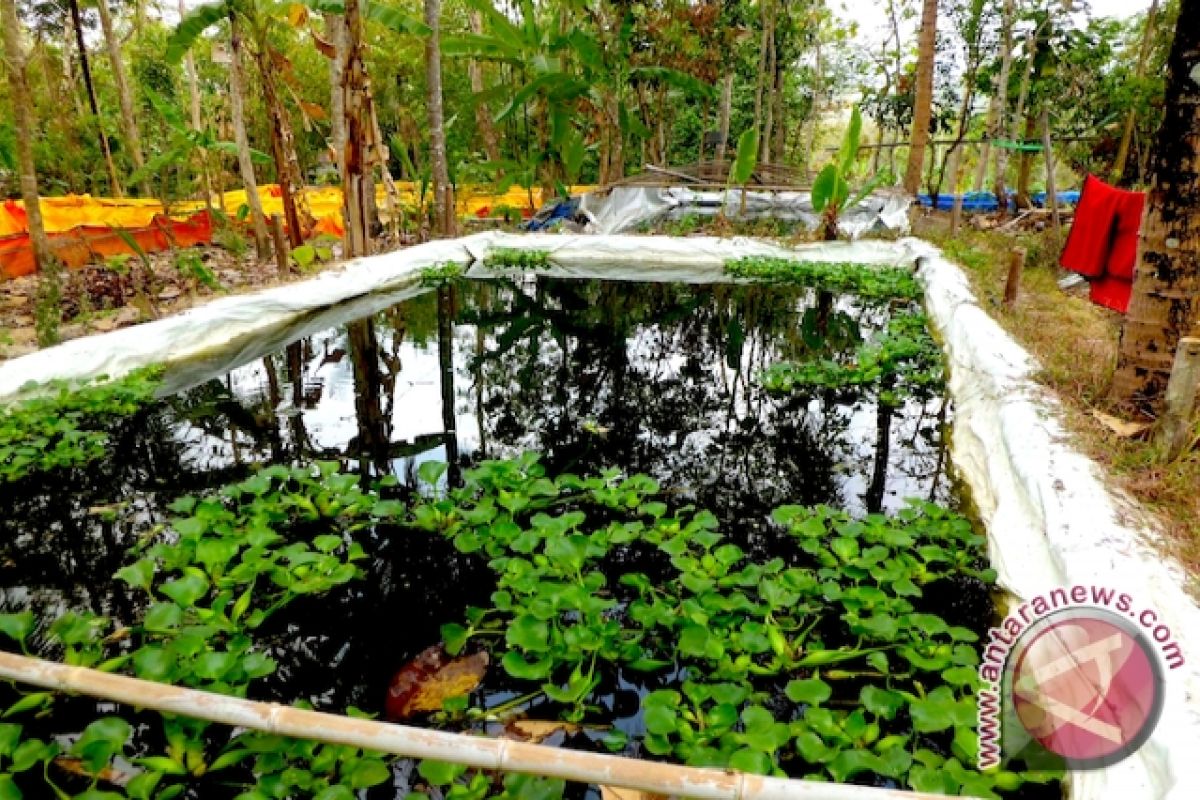 Pembudidaya ikan Kulon Progo kesulitan mendapatkan benih gurami