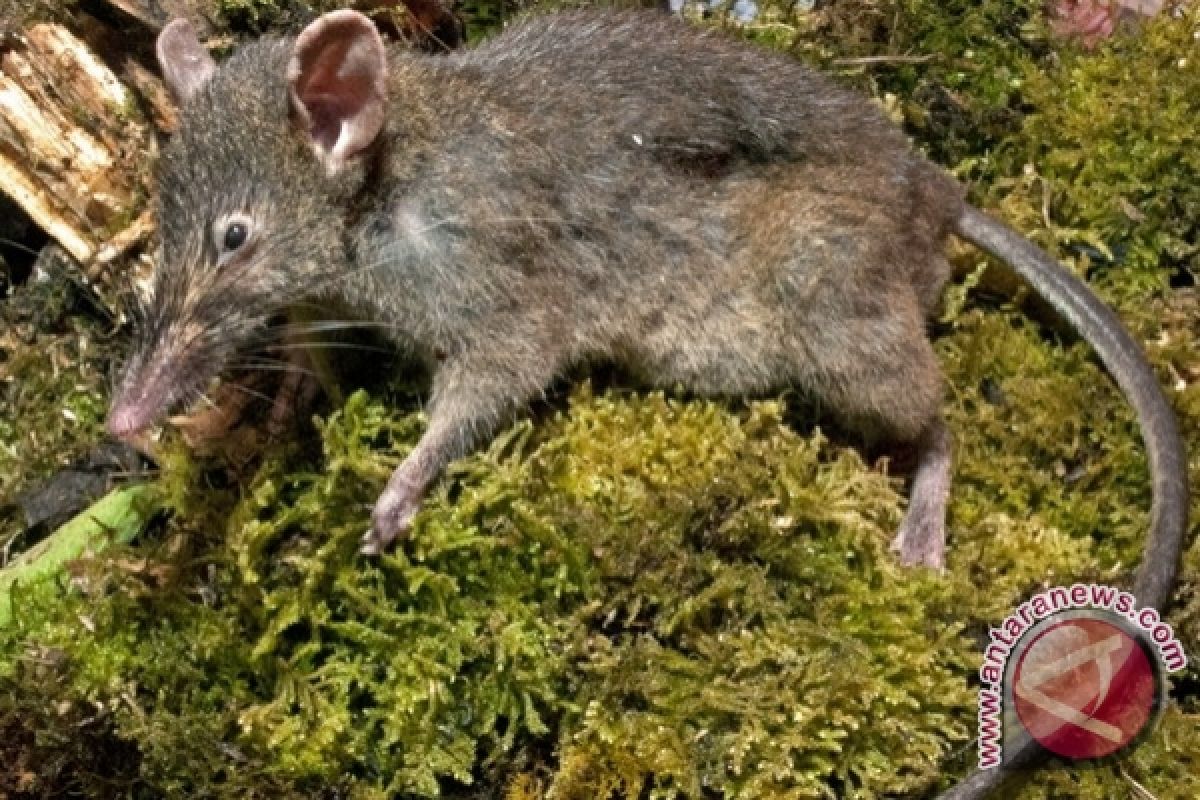 Spesies Tikus 'Nyaris Ompong' Ditemukan di Sulsel