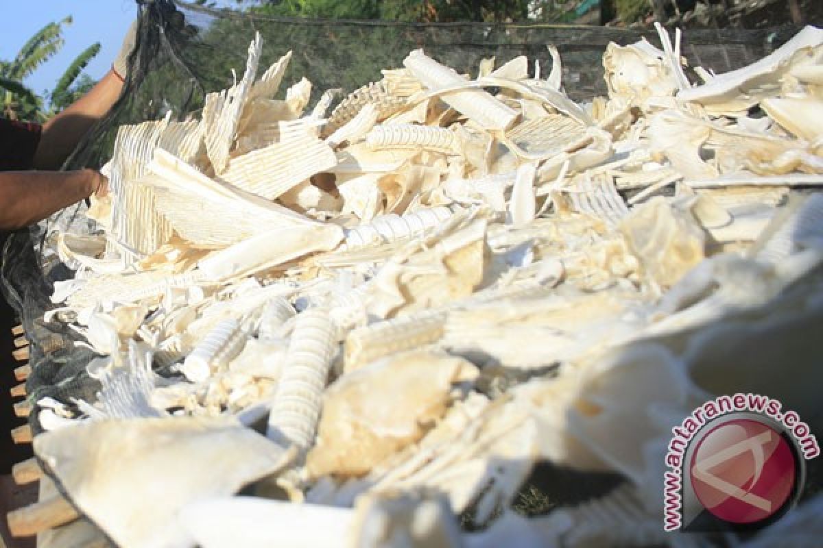 Indonesia has vast opportunity to export bones to Japan: ministry