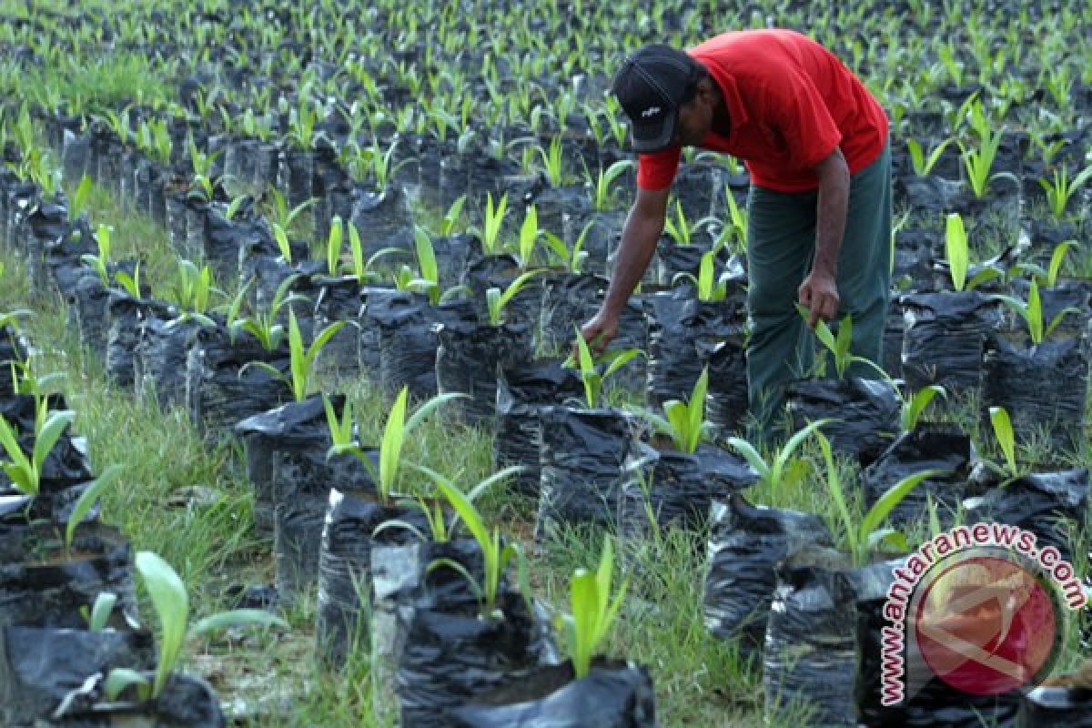 Rice fields converted into oil palm plantation in Bengkulu