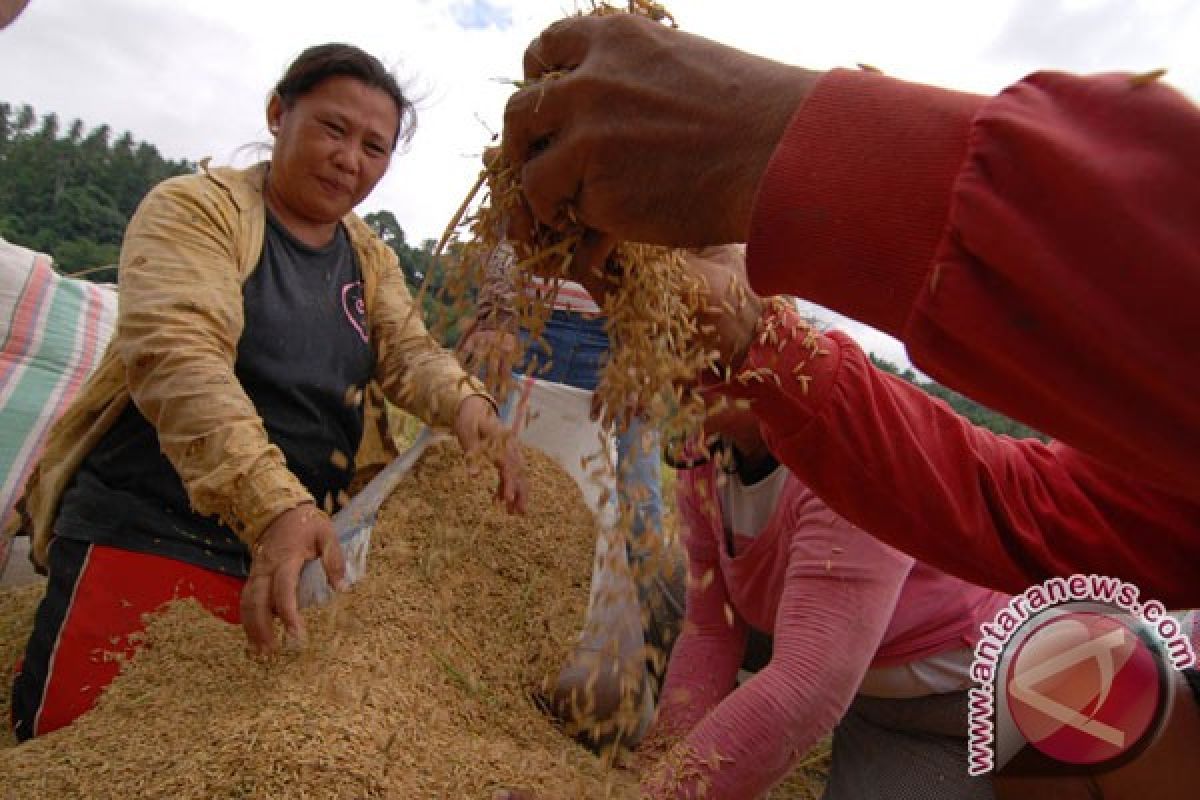 Produksi padi Aceh Januari-Agustus 2013 turun