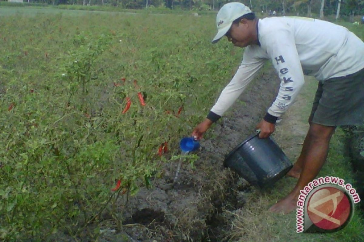 Petani didorong terapkan pemupukan berimbang