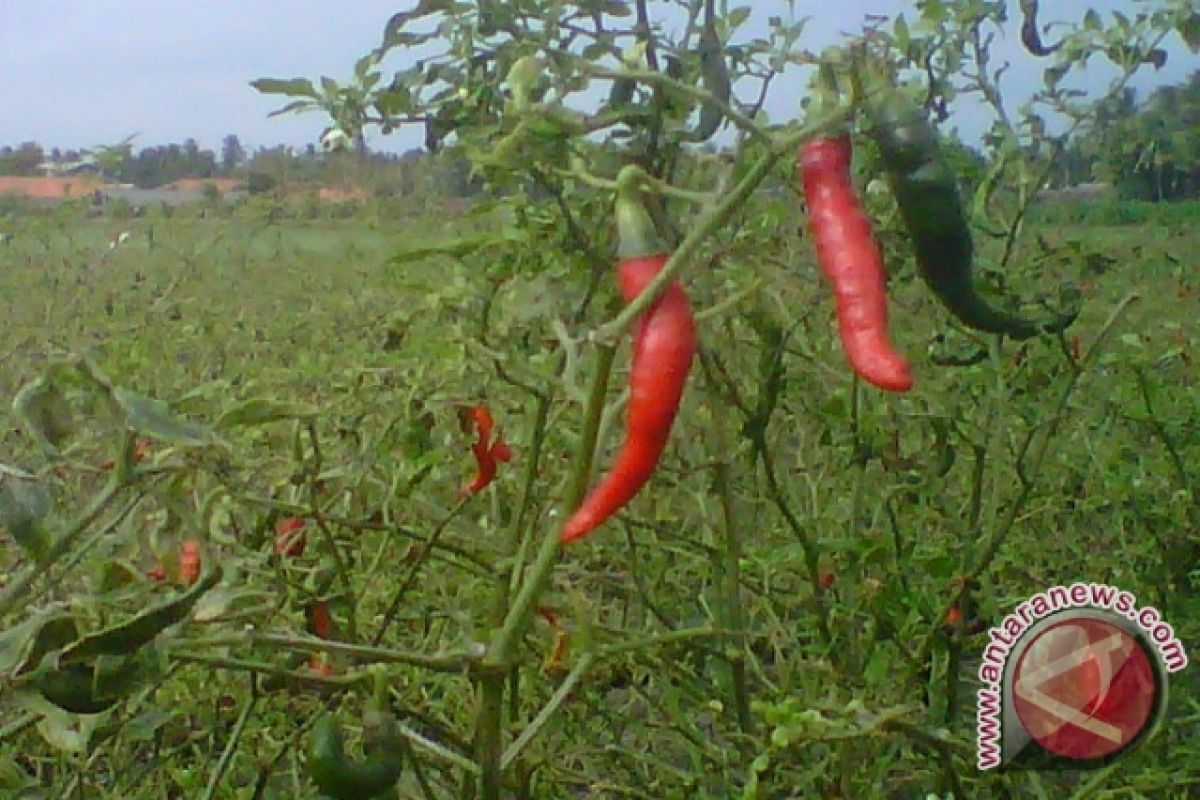 Petani lahan pasir panen cabai pertengahan April 