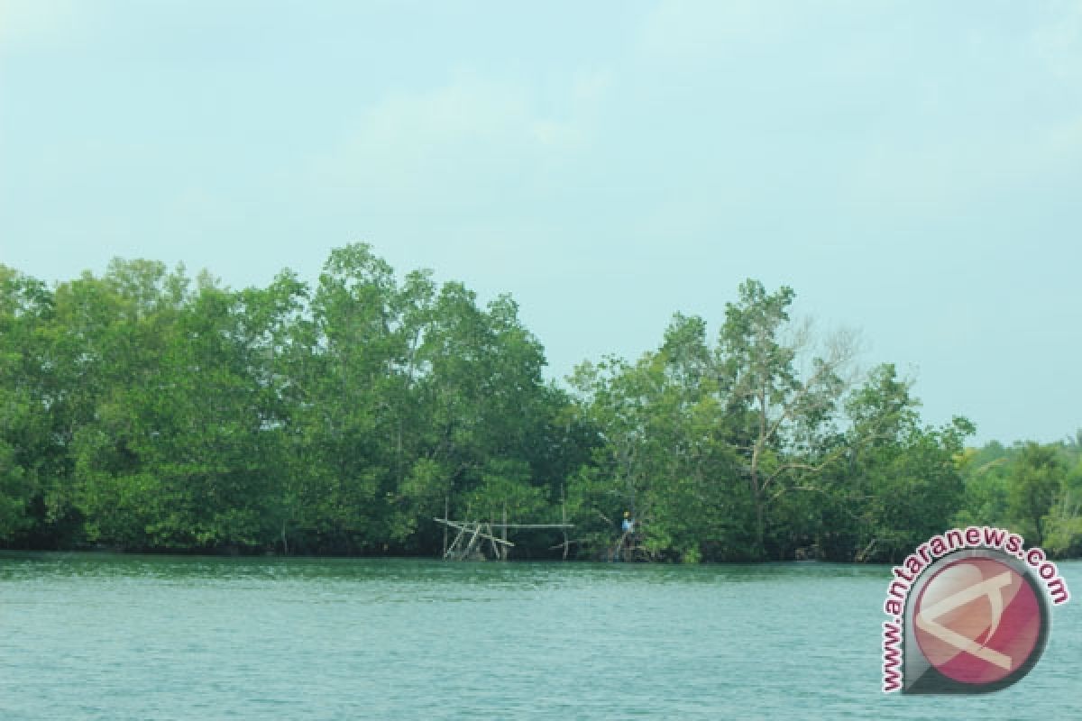 Komunitas mangrove Bengkulu hijaukan Pelabuhan Baai 