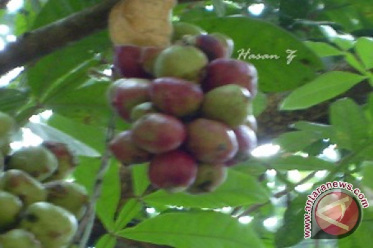 Buah Hutan Kian Langka Di Pedalaman Kalsel