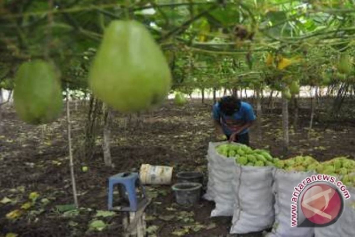 Harga Labu Siam Naik