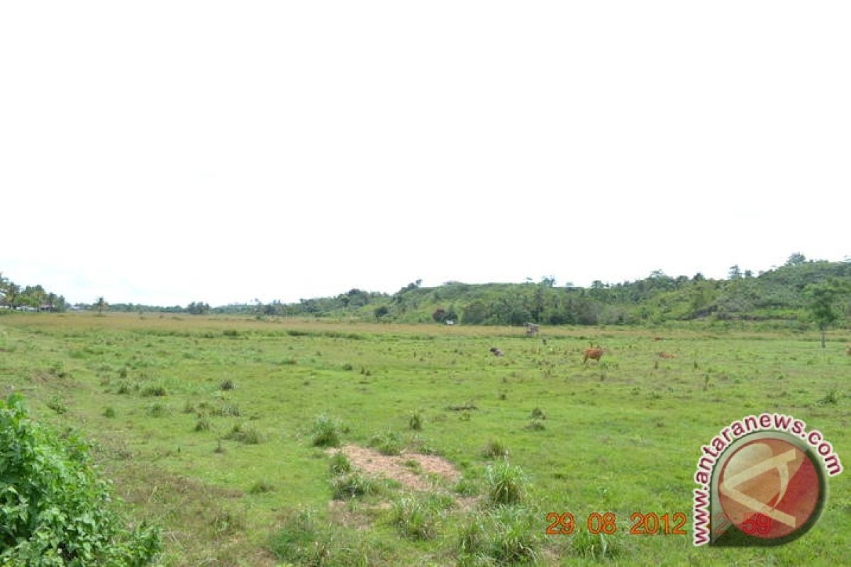 Ribuan Hektare Sawah di Nunukan 