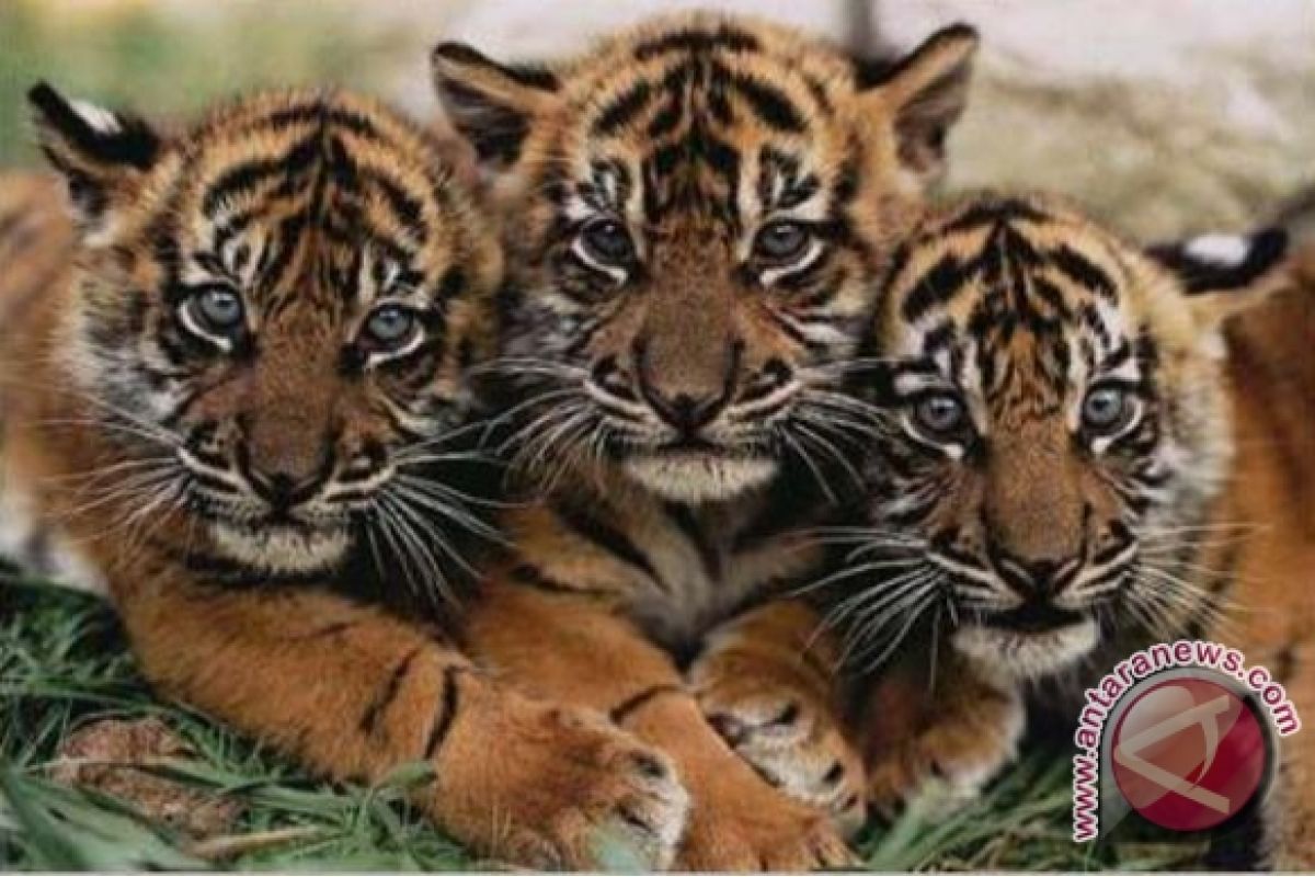 Dua bayi harimau ditemukan di pemakaman