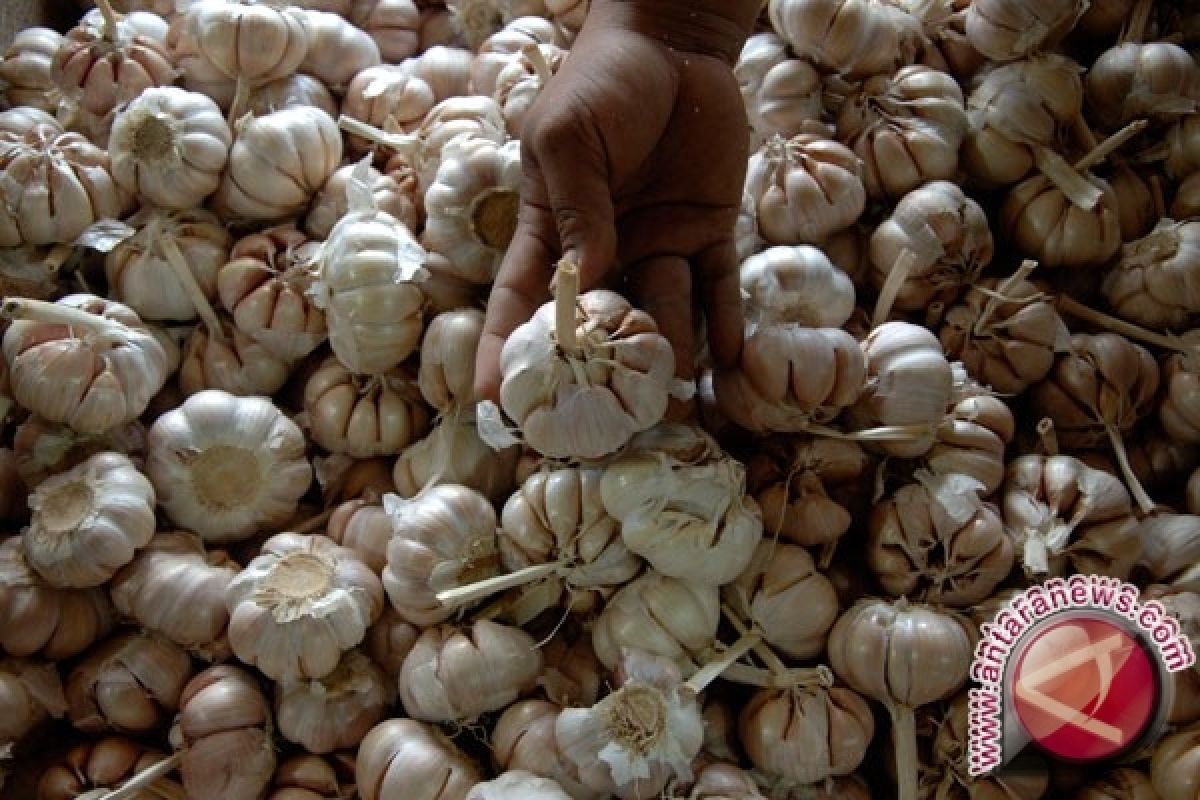 Bawang Putih Rp65.000 Per Kilogram Di Pontianak 