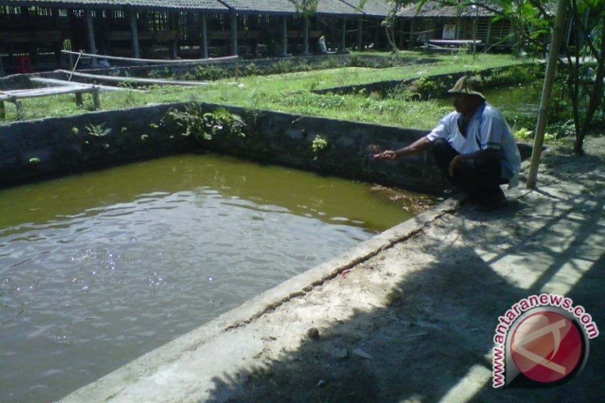 Pembudidayaan ikan bokesan dikembangkan dengan konsep wisata 