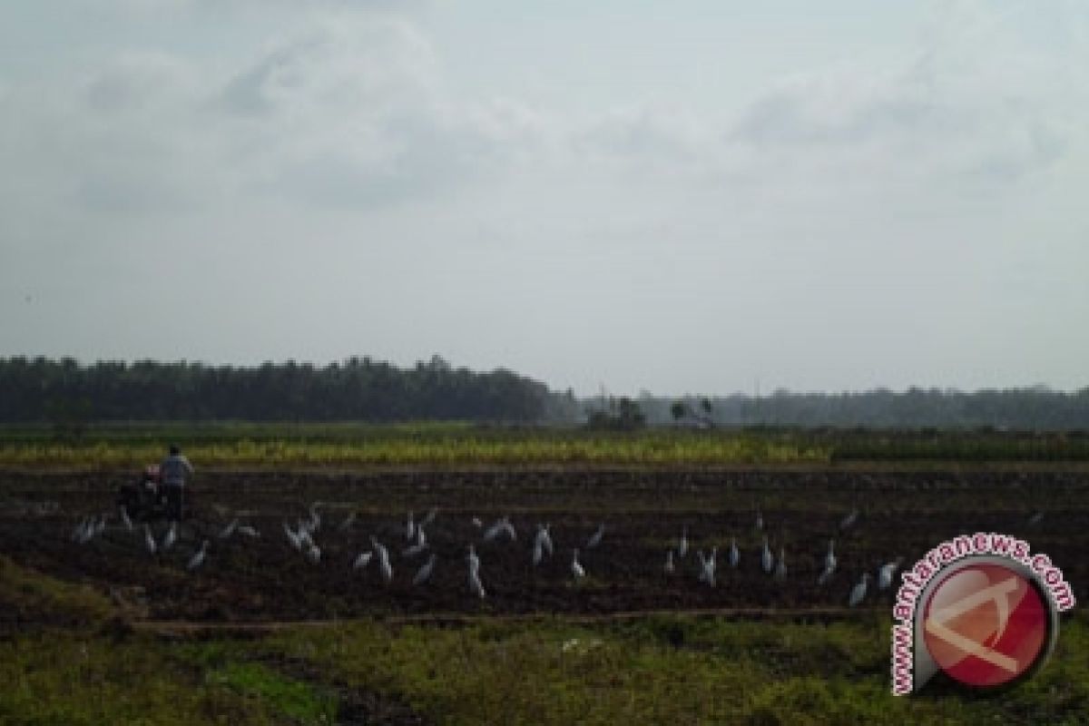 Penyusutan sawah Sleman capai 0,11 persen/tahun