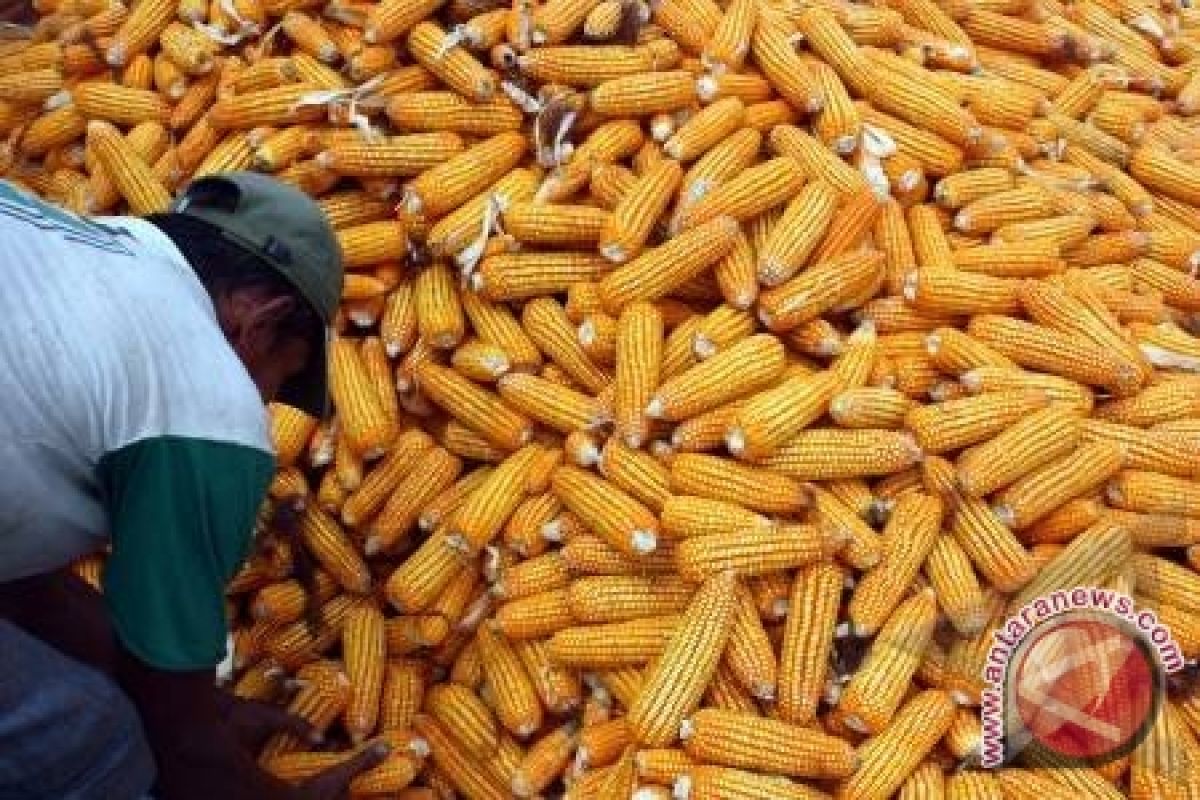 Petani Gunung Kidul nikmati tingginya harga jagung 