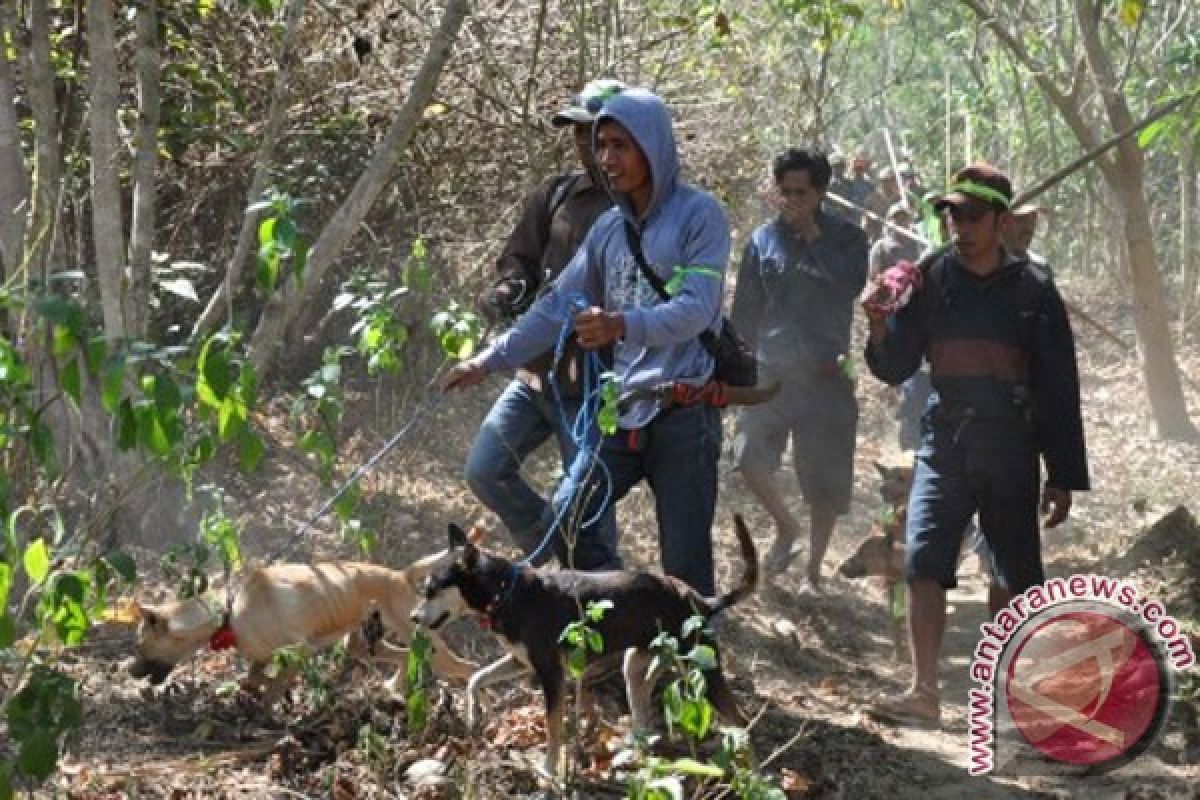 Mirisnya nasib hutan di Pulau Sumbawa