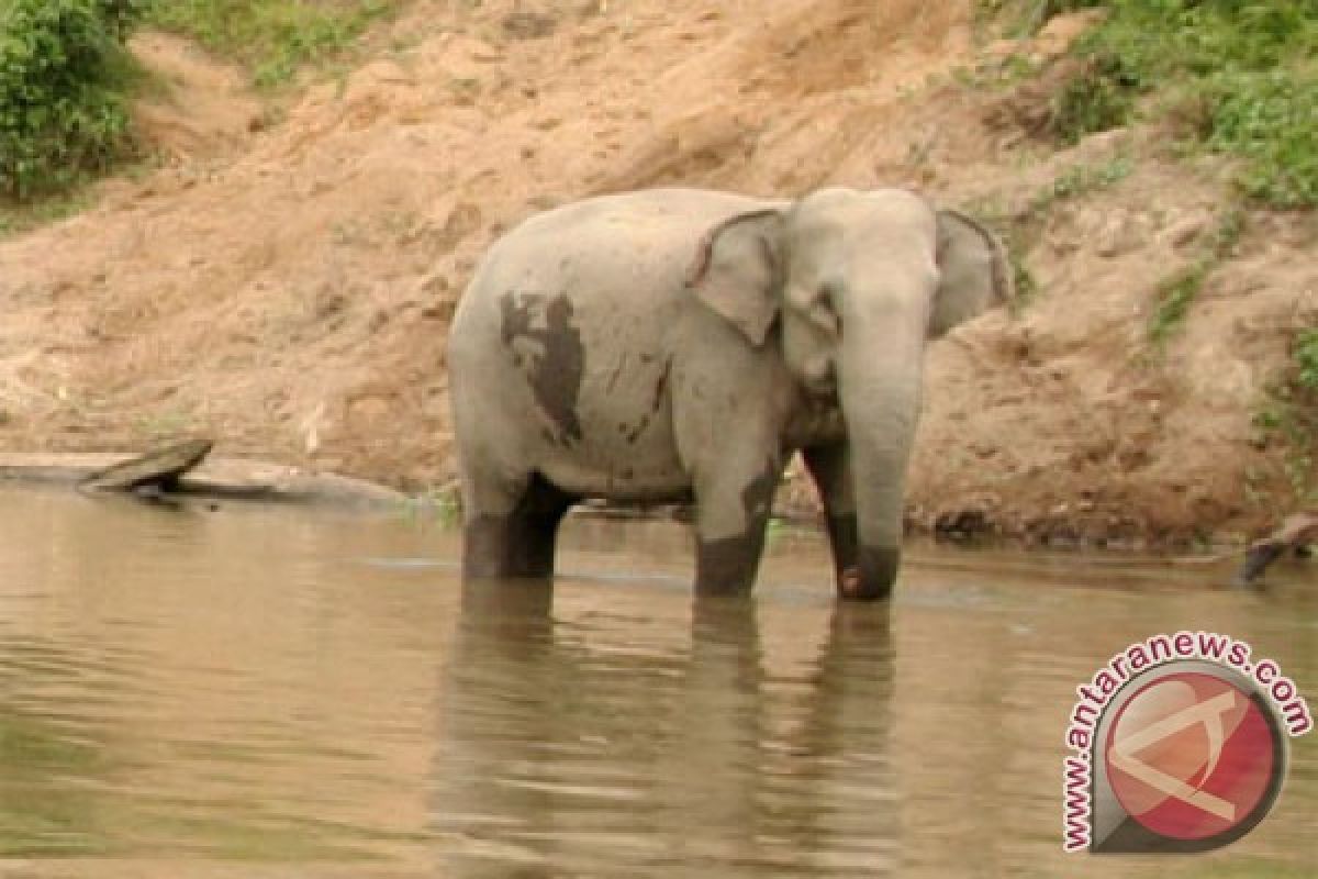 Sumatran elephants run amok in Riau`s oil palm plantation