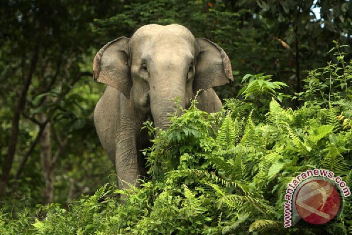 Bengkulu bentuk tim percepatan koridor gajah sumatera