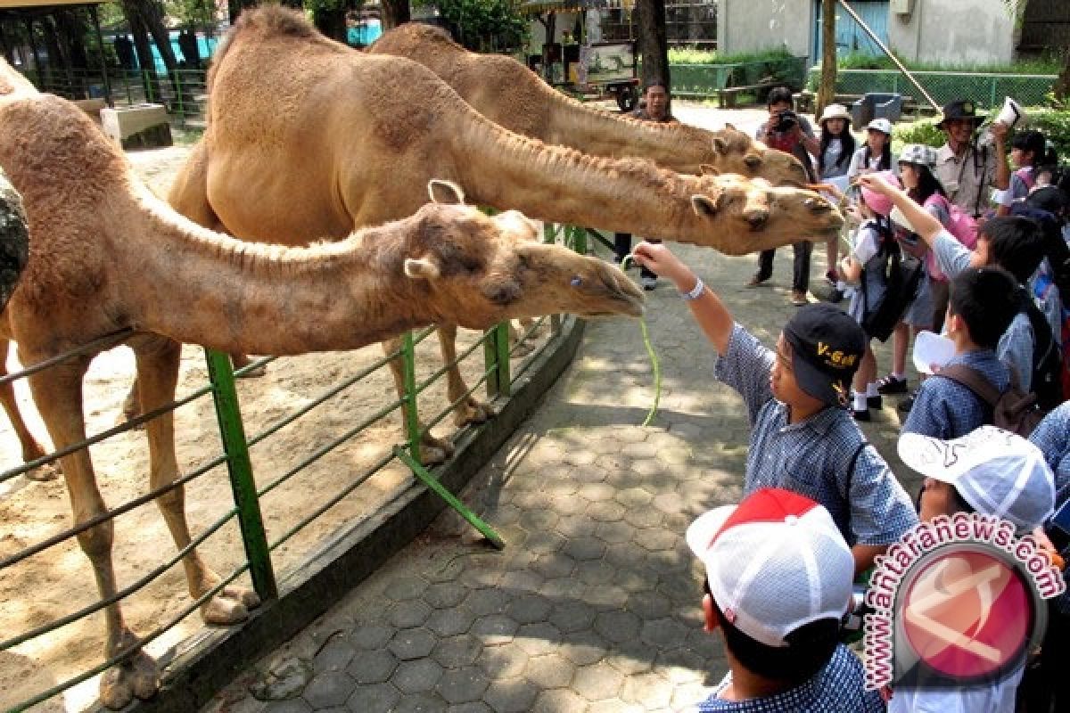 Kebun Binatang Ini Sepi Selama Ramadhan