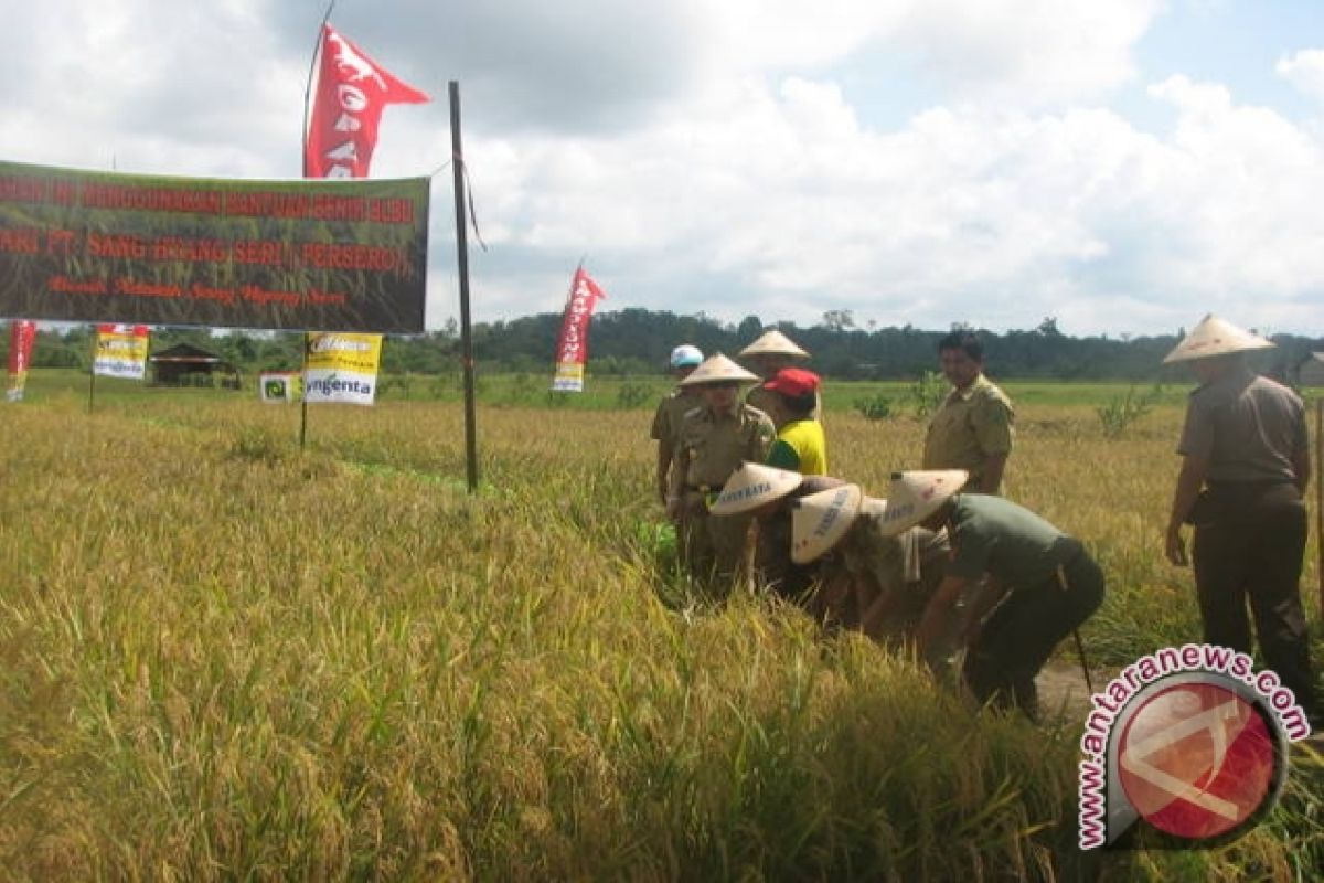 Produksi Padi Kaltara Diprediksi Naik 14,54 Persen