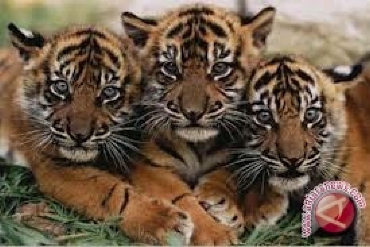 Bayi harimau Sumatera diberi nama Eci dan Lala
