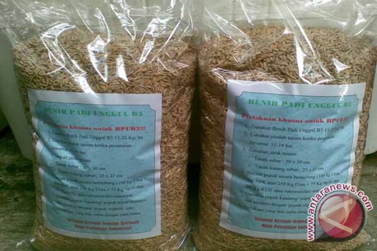 Distan DIY akan kembangkan varietas padi "inpari"