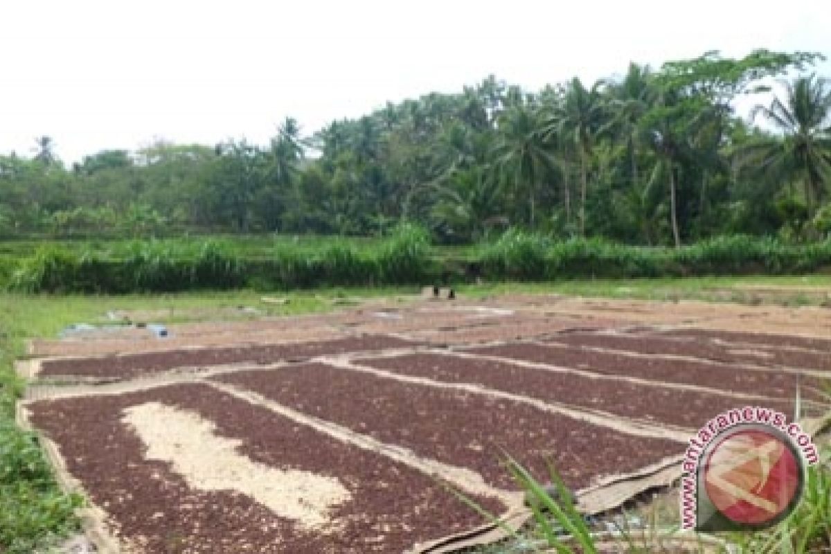 Petani Kulon Progo mulai panen raya cengkih