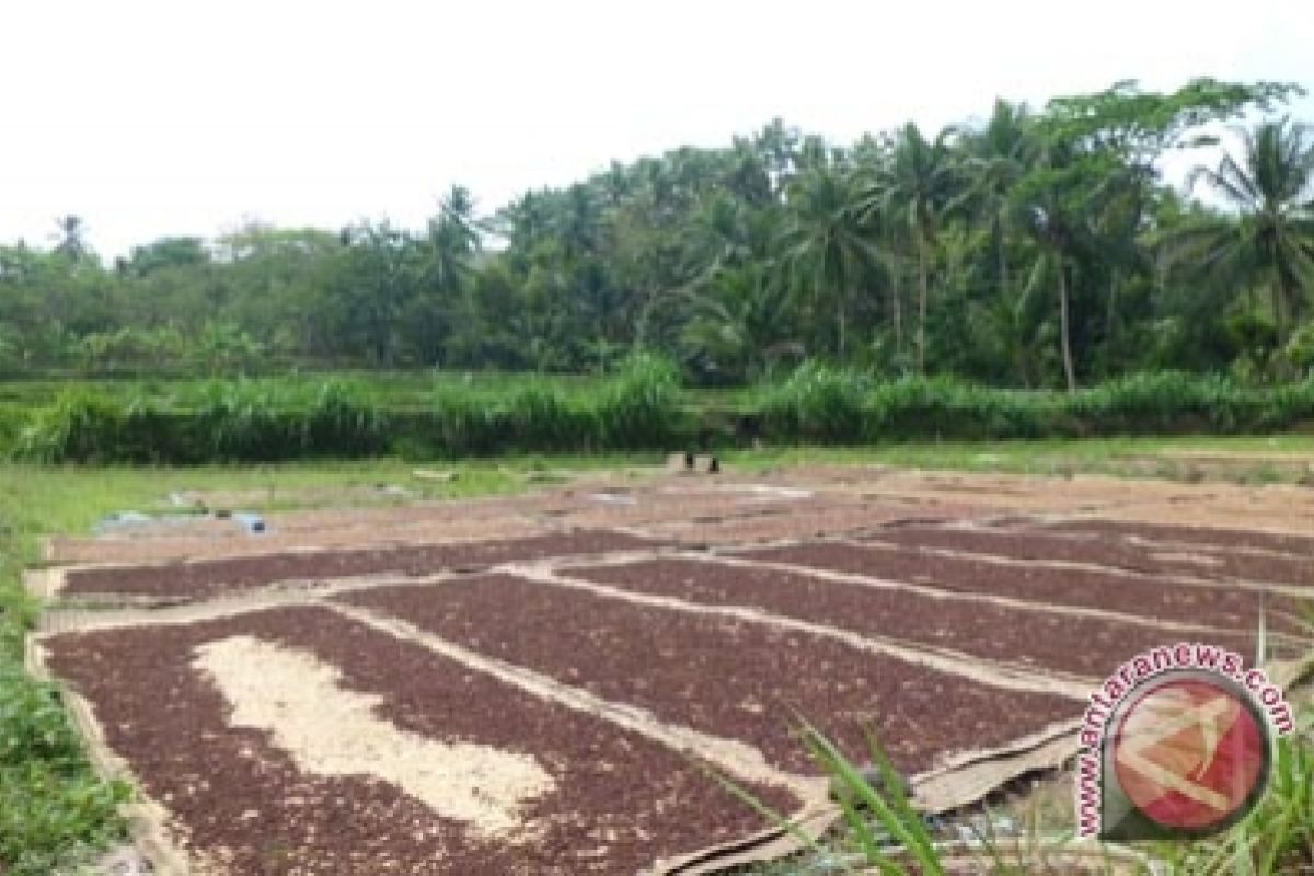 Produksi cengkih Kulon Progo turun 