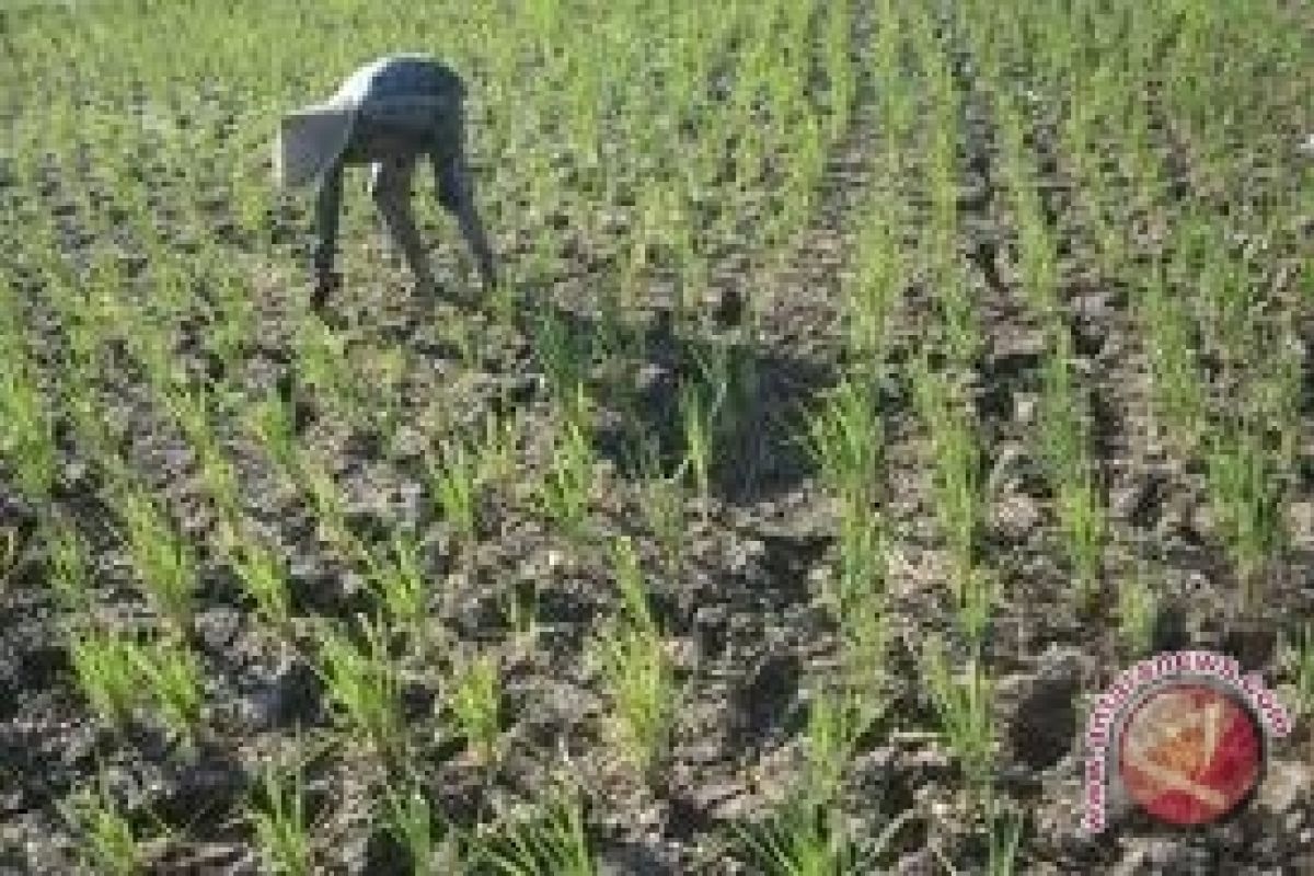 Ribuan hektare sawah di Musirawas terancam puso 