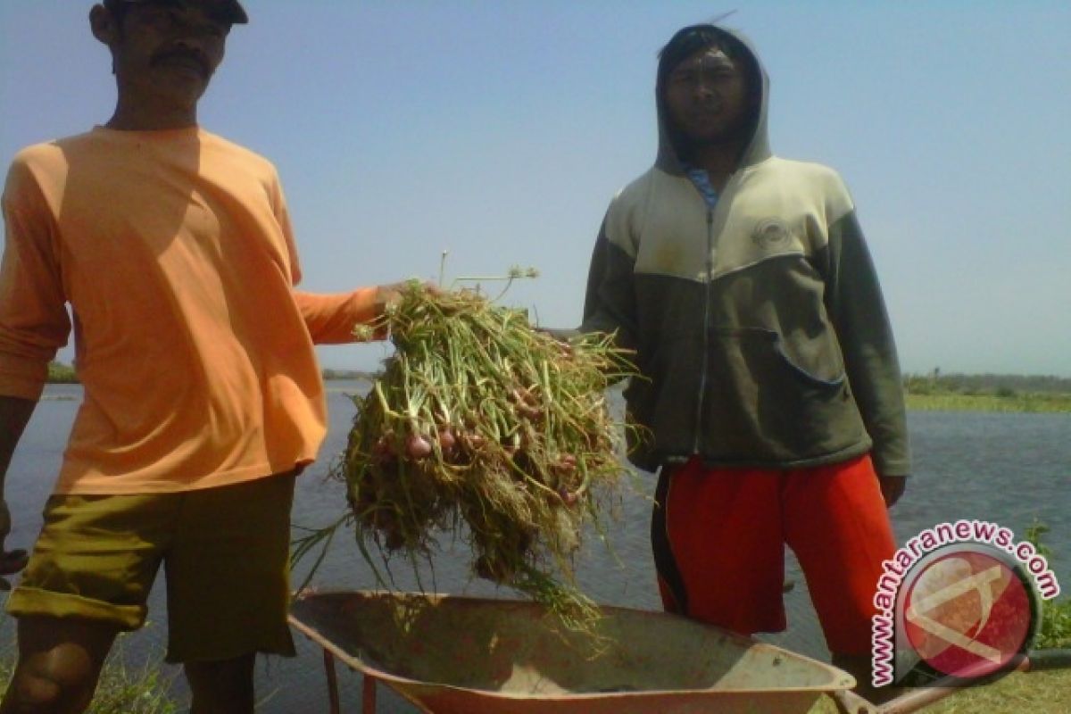 Sebagian lahan bawang di Bantul terendam banjir