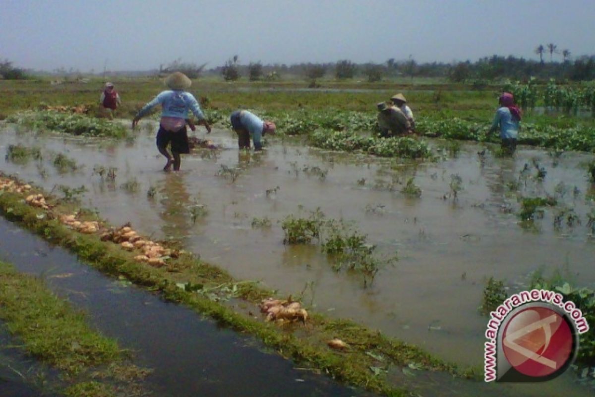 Pemkab diminta antisipasi alih fungsi lahan basah