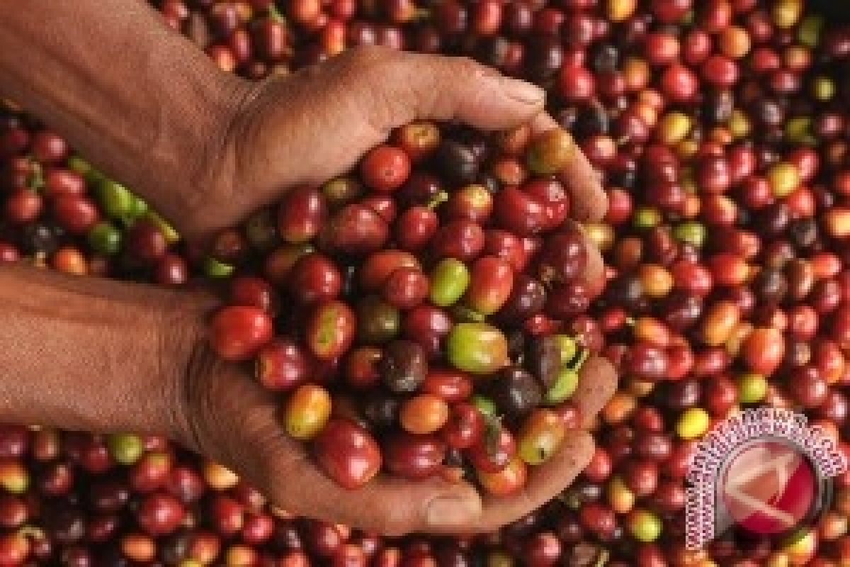  Harga Kopi Biji Tingkat Petani Membaik 