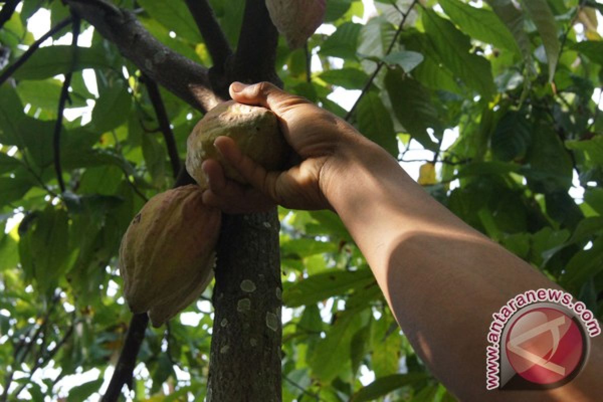 Gubernur Sumbar serahkan sertifikat kakao lestari