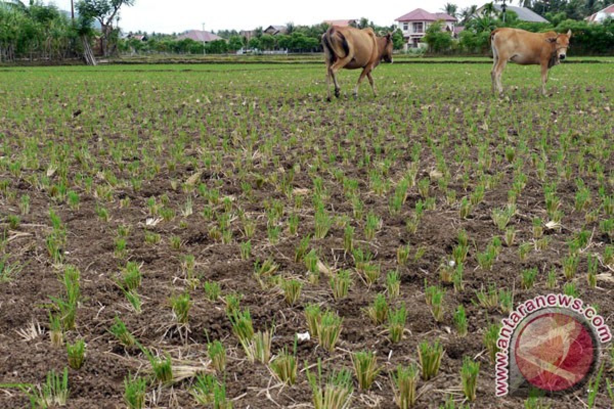 Jabar siapkan benih 51.718 hektare sawah puso