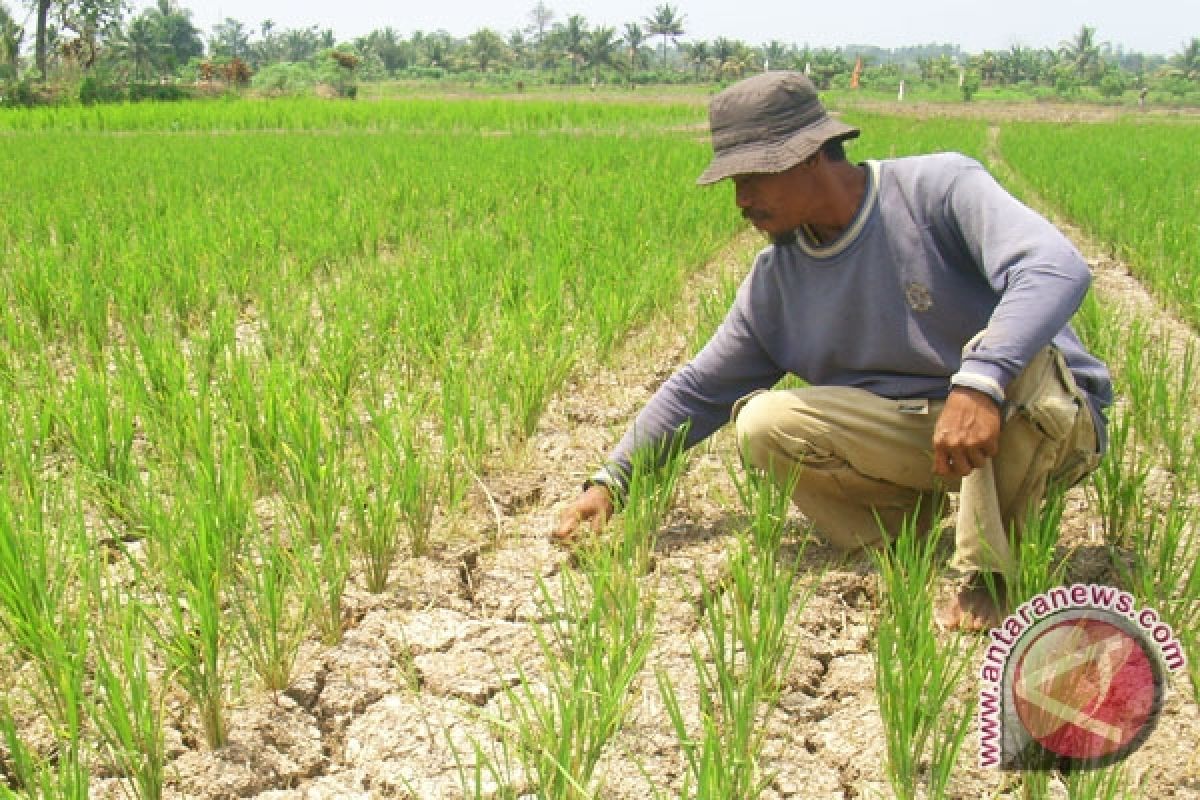 Tanaman padi petani Kota Bengkulu kekeringan