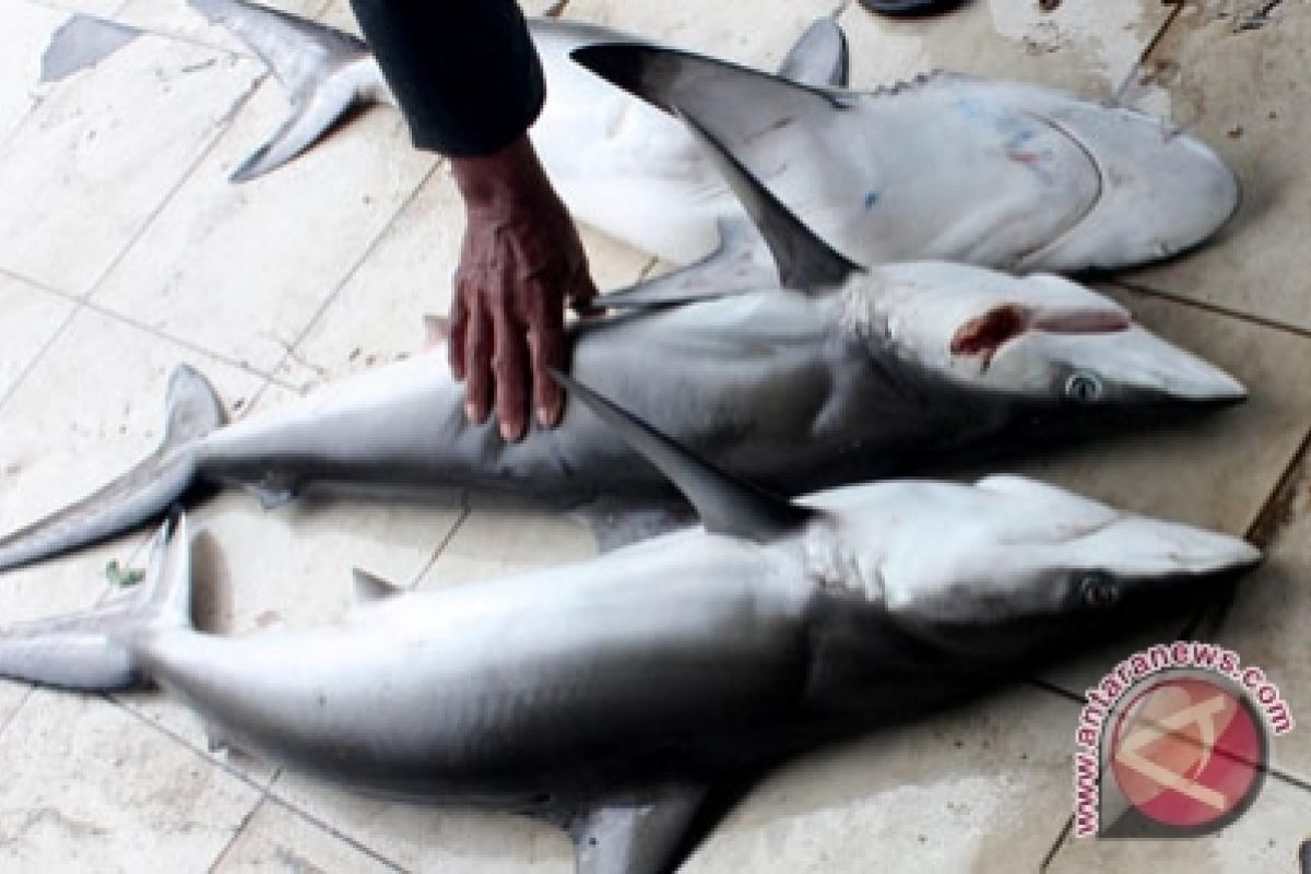 Ikan Paus Terdampar Di Pantai Timur Jambi